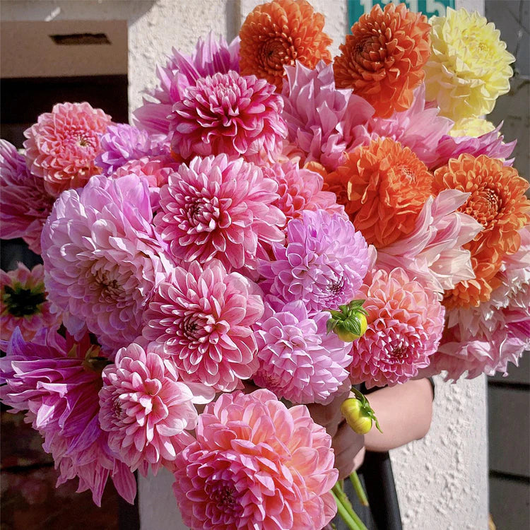 Mixed Dahlia Seeds.
