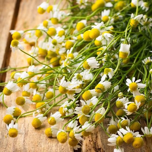 German Chamomile Seeds.
