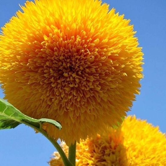 Teddy Bear Sunflower Seeds.