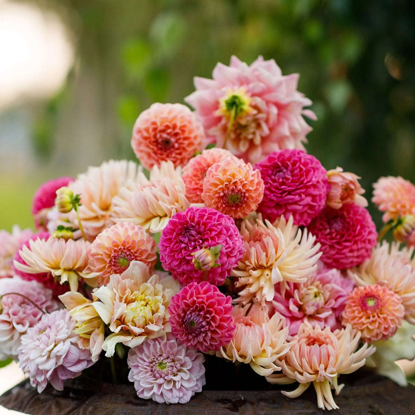 Mixed Dahlia Seeds.