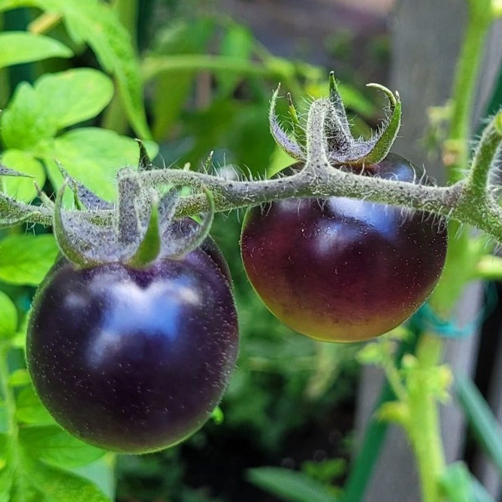 Black Pearl Tomato Seeds.