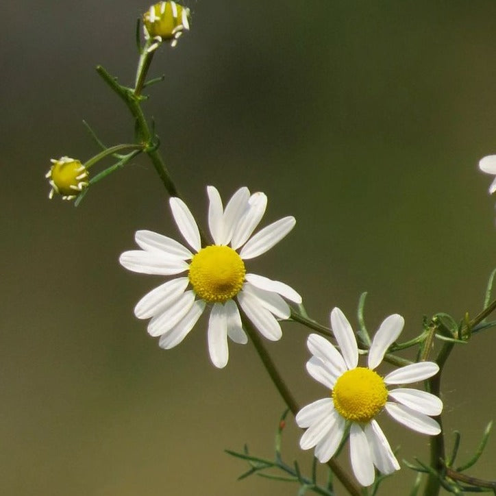 German Chamomile Seeds.