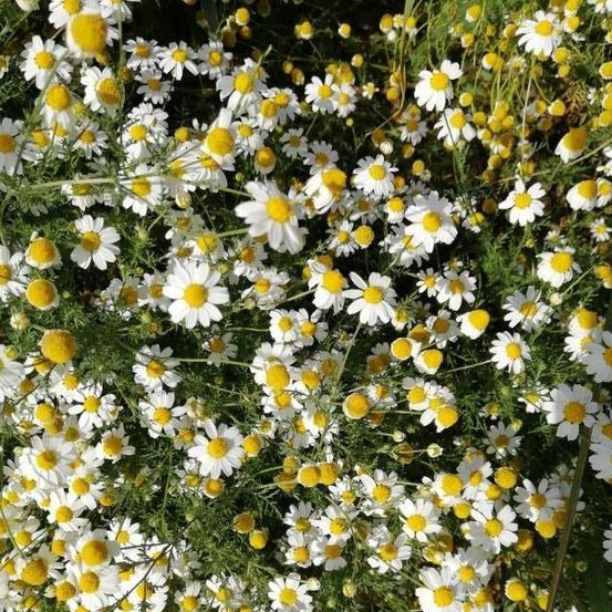 German Chamomile Seeds.