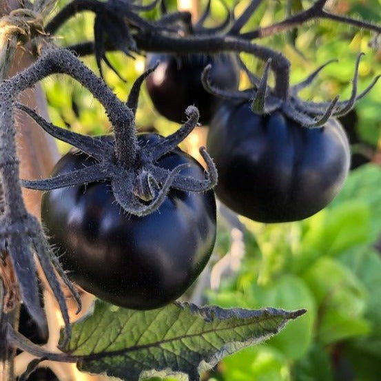 Black Pearl Tomato Seeds.