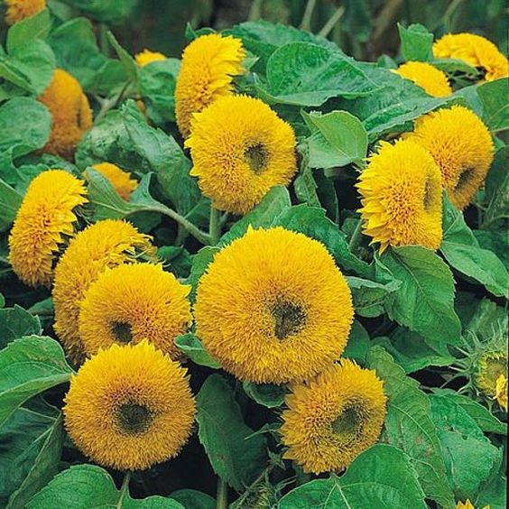 Teddy Bear Sunflower Seeds.