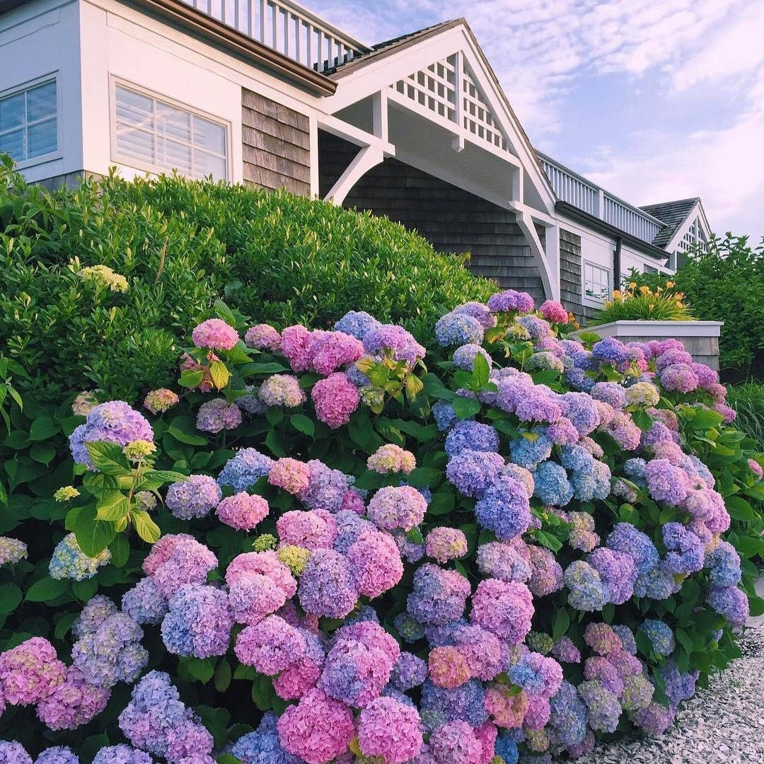 Kraliyet Ortanca Tohumları | Gardenizi