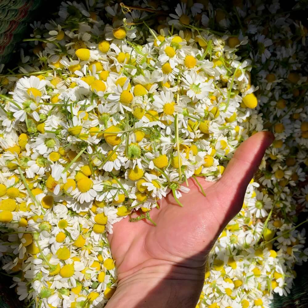 German Chamomile Seeds.