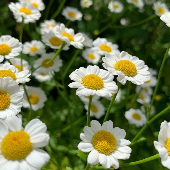 German Chamomile Seeds.