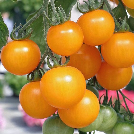 Dwarf Tomatos Seeds.