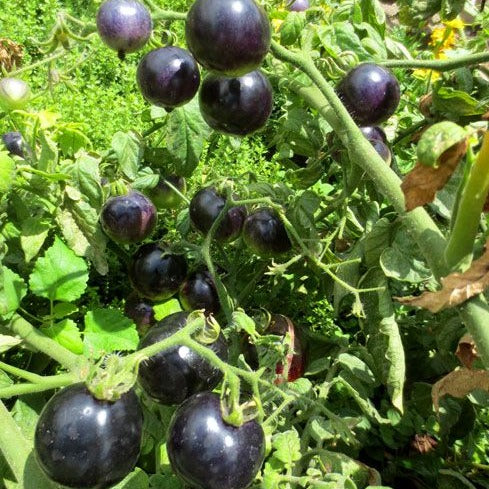 Black Pearl Tomato Seeds.