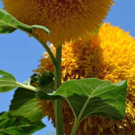 Teddy Bear Sunflower Seeds.