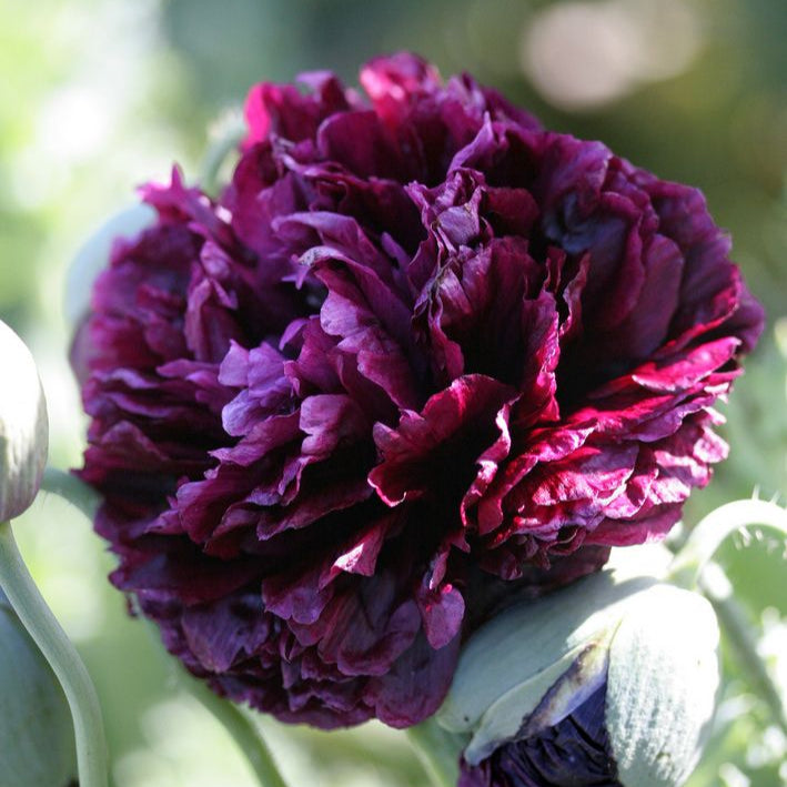 Black Beauty Şakayık Çiçek Tohumları