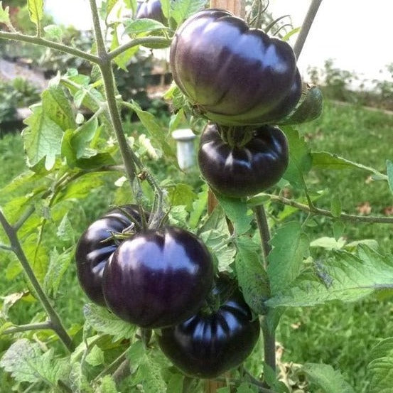 Black Pearl Tomato Seeds.