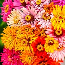 Zinnia Tohumları