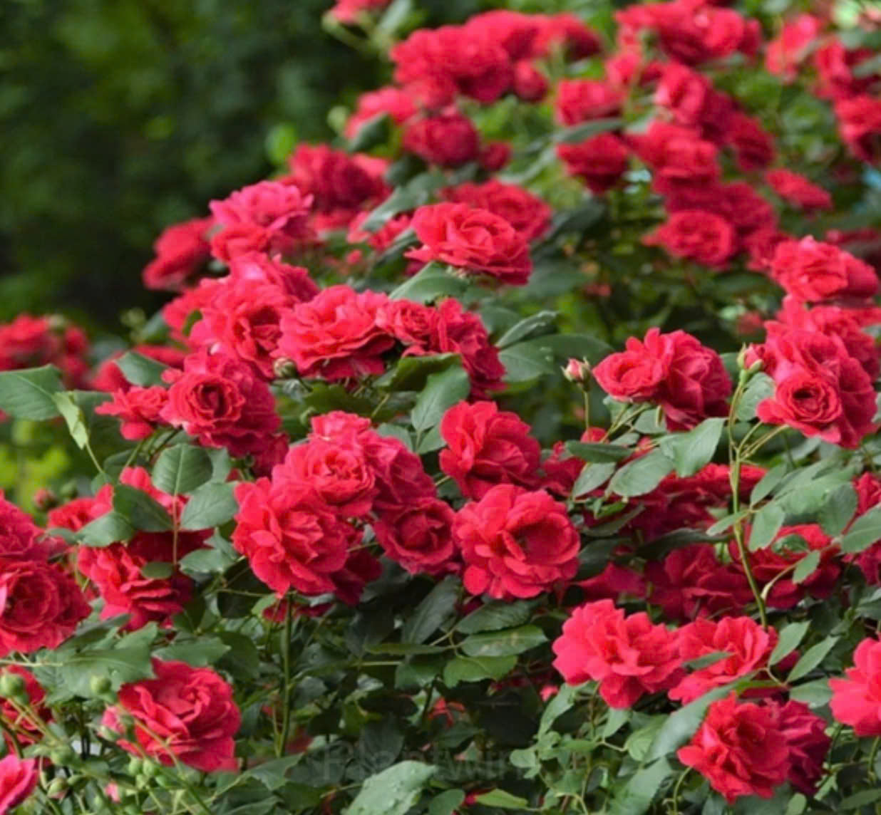 Rosa Banksiae Tohumları