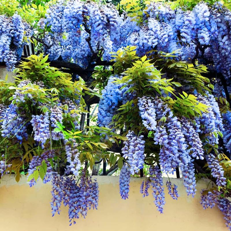 Lavish Blue Wisteria Tohumları • Gardenizi