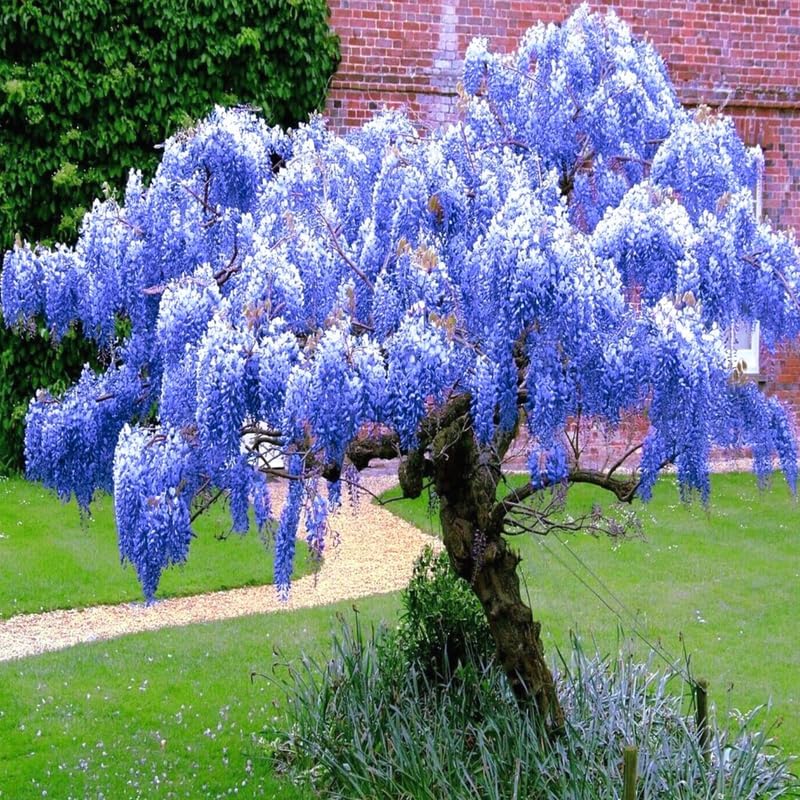 Lavish Blue Wisteria Tohumları • Gardenizi