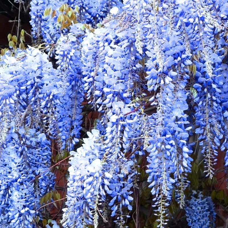 Lavish Blue Wisteria Tohumları • Gardenizi