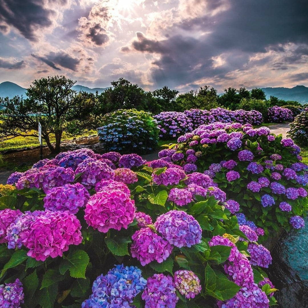 Kraliyet Ortanca Tohumları | Gardenizi