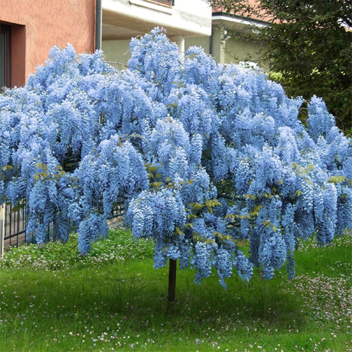 Lavish Blue Wisteria Tohumları • Gardenizi