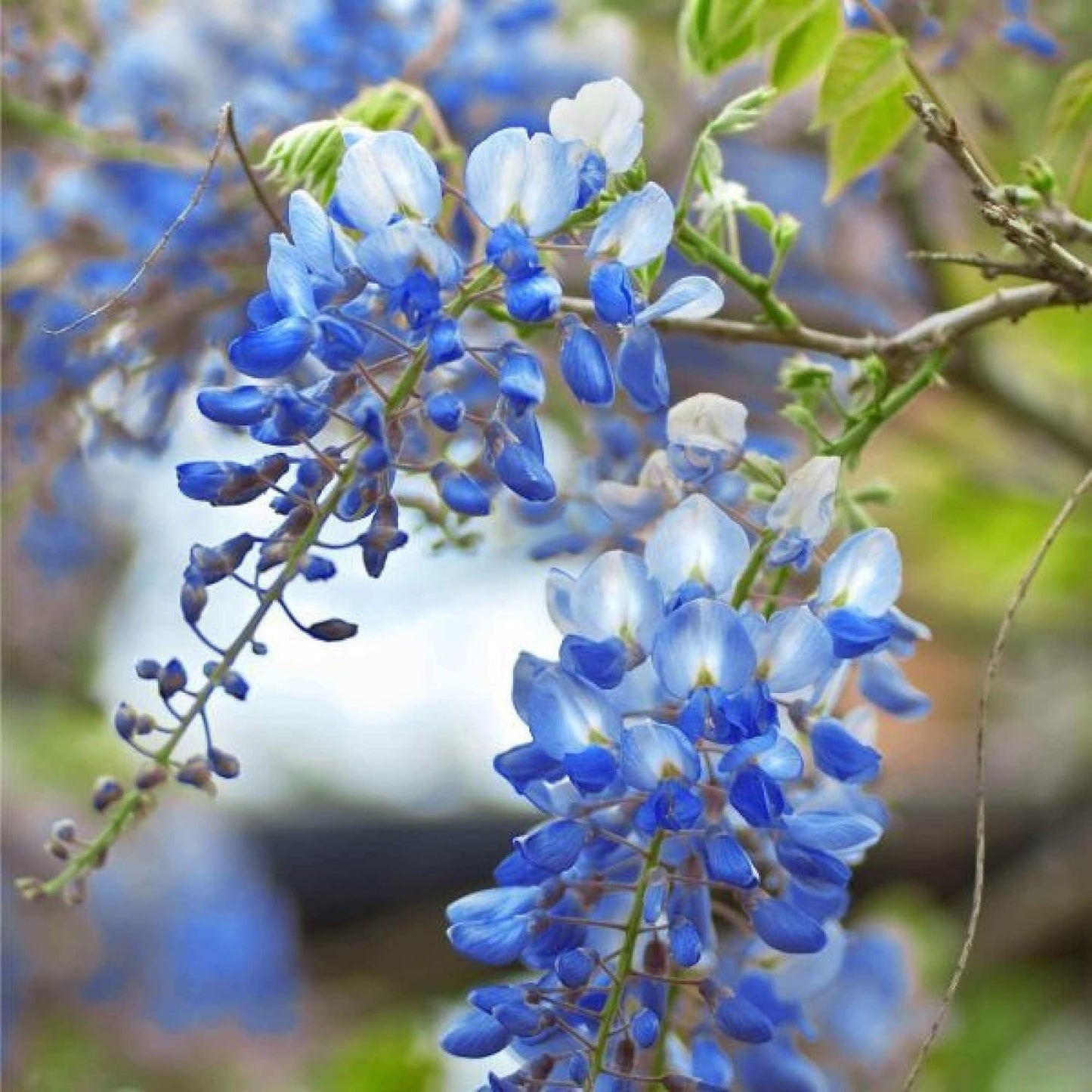 Lavish Blue Wisteria Tohumları • Gardenizi