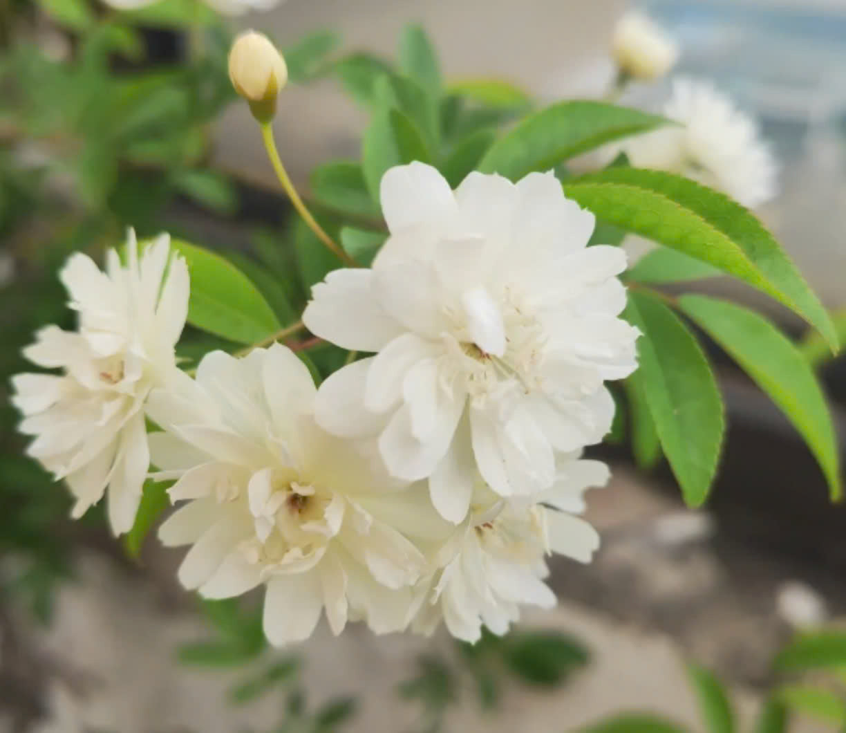 Rosa Banksiae Tohumları