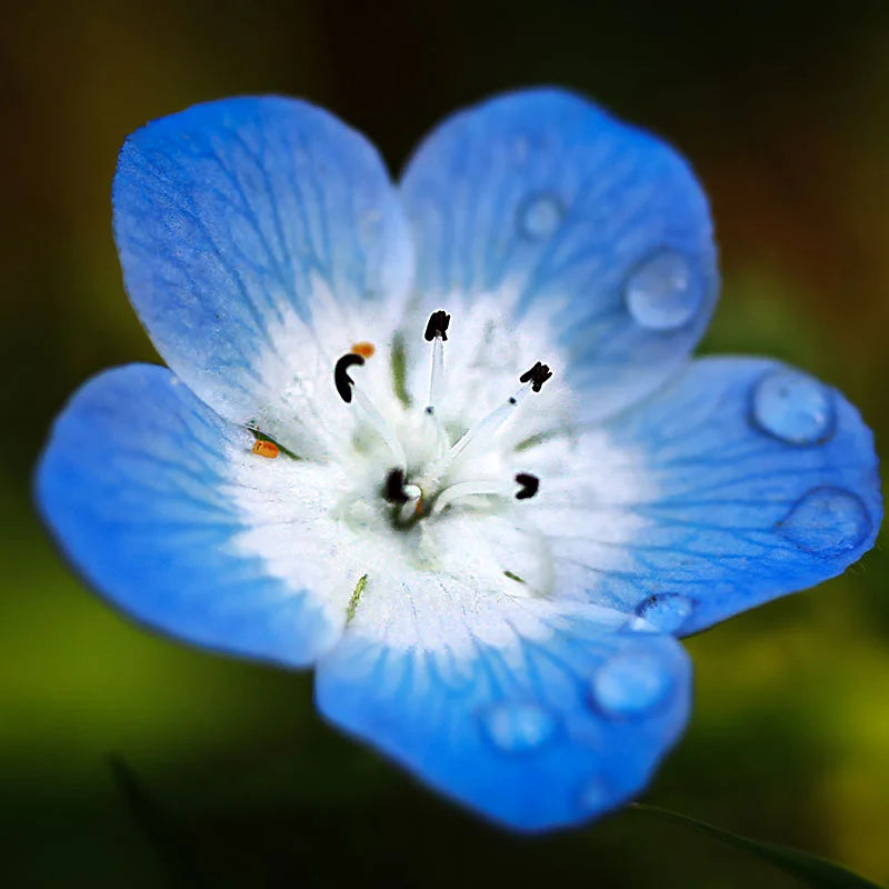 Baby Blue Eyes Seeds Garden Growth Guide