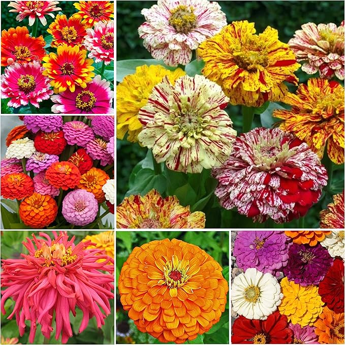 Zinnia Tohumları