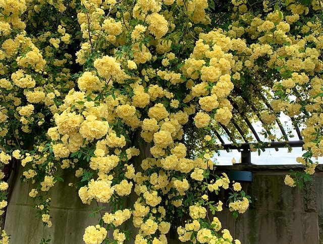 Rosa Banksiae Tohumları