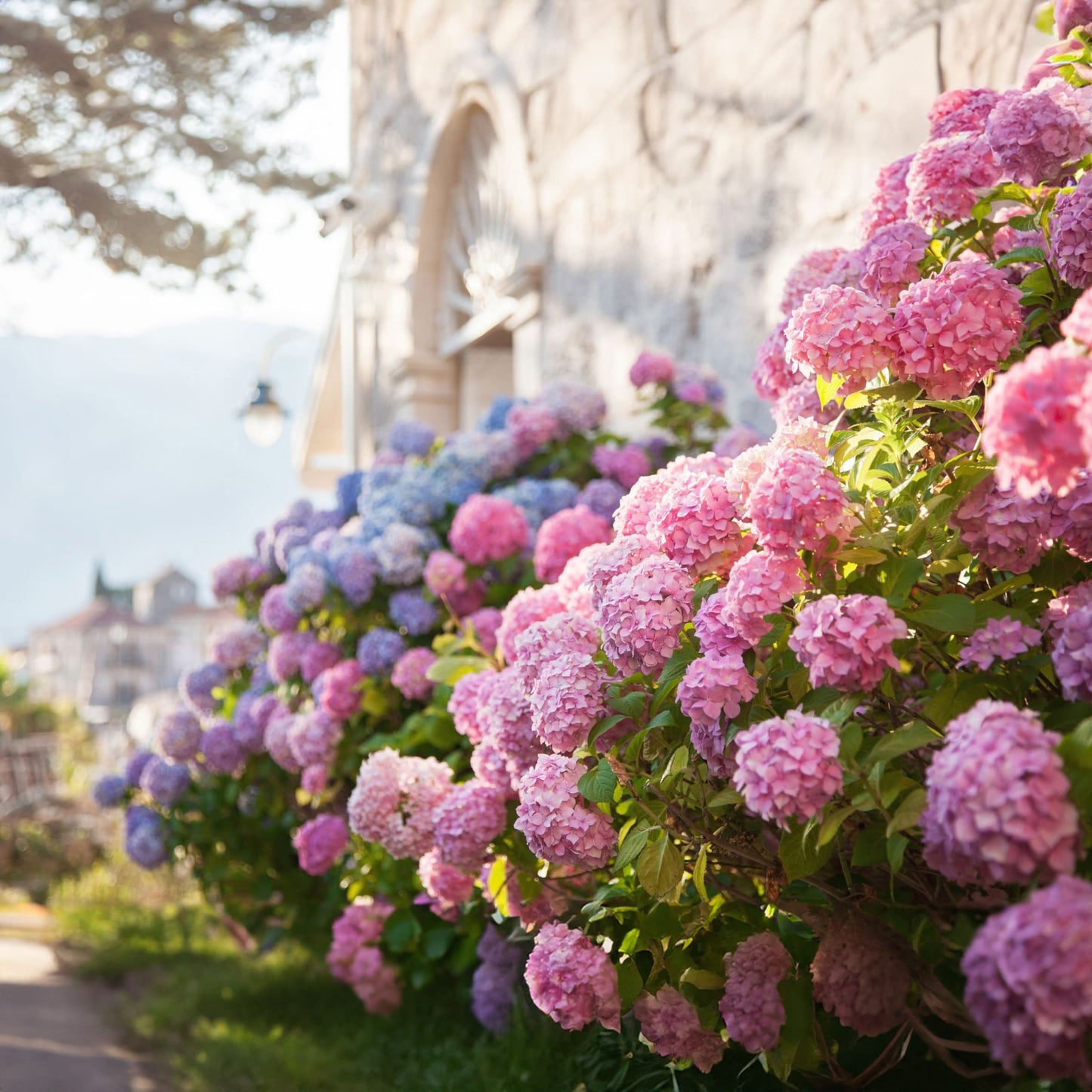 Kraliyet Ortanca Tohumları | Gardenizi