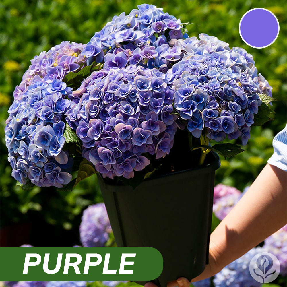 Kraliyet Ortanca Tohumları | Gardenizi