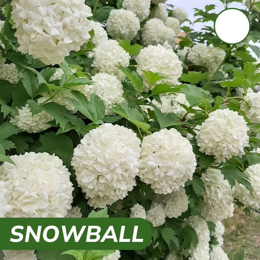 Kraliyet Ortanca Tohumları | Gardenizi