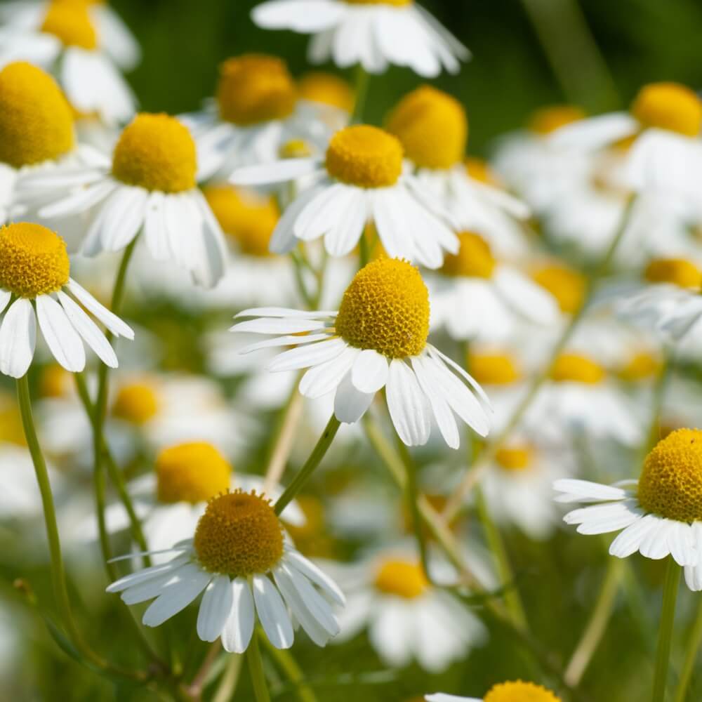 German Chamomile Seeds.