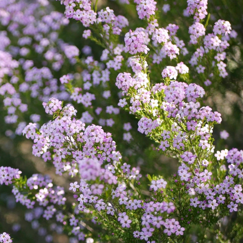 'Pembe' Diosma Tohumu
