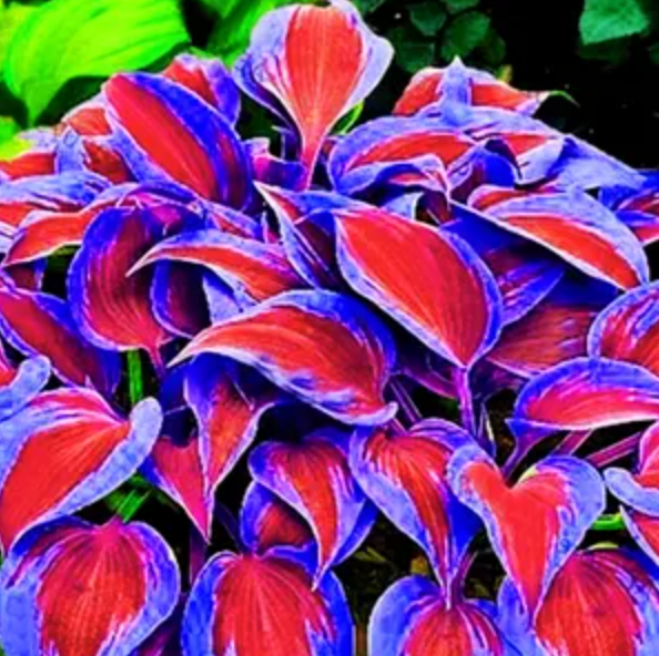 Hosta Plantaginea Bonsai Tohumu