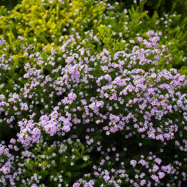 'Pembe' Diosma Tohumu