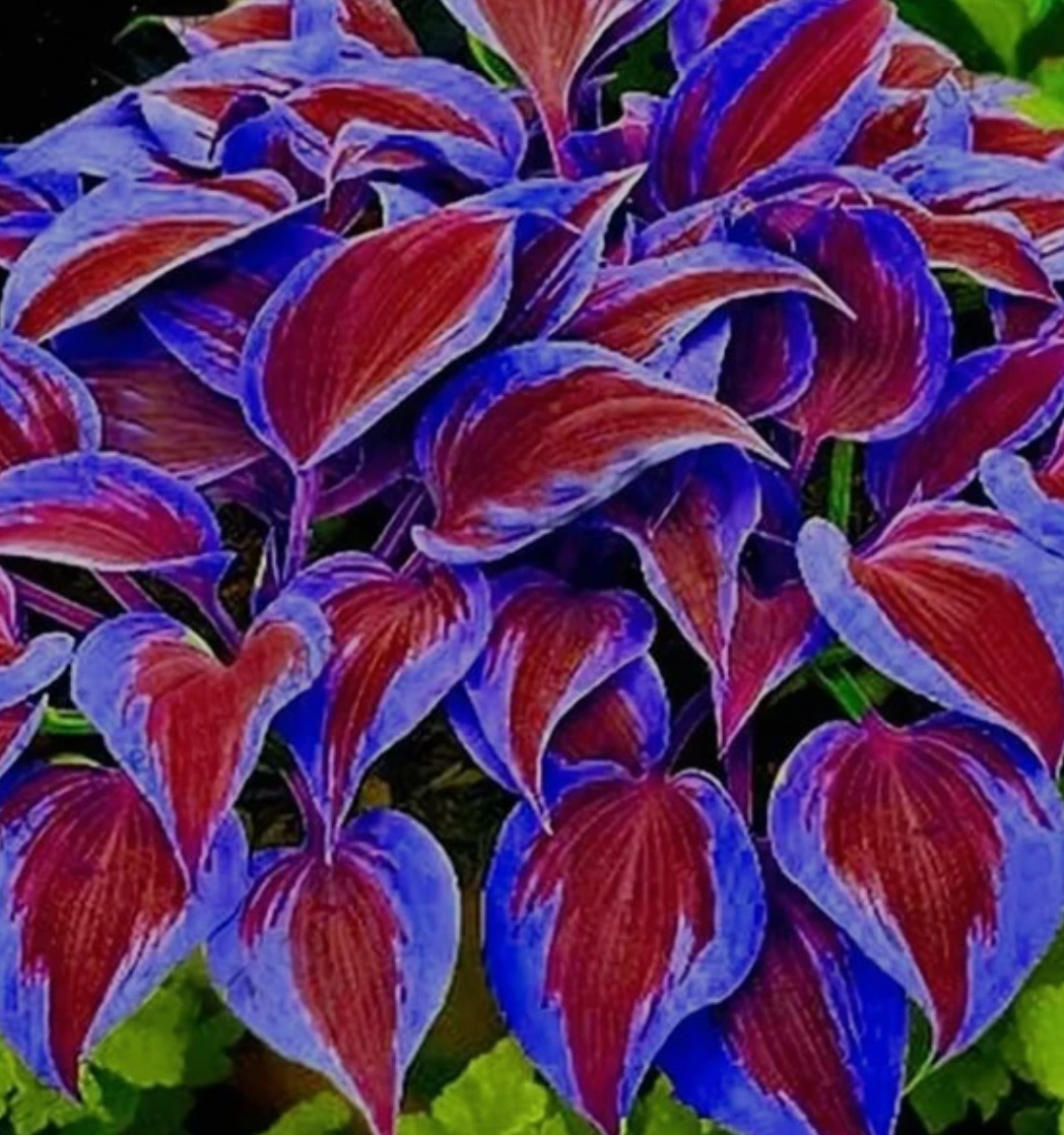 Hosta Plantaginea Bonsai Tohumu