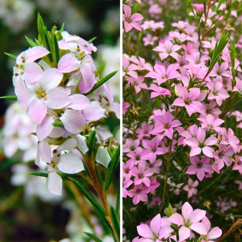 'Pembe' Diosma Tohumu