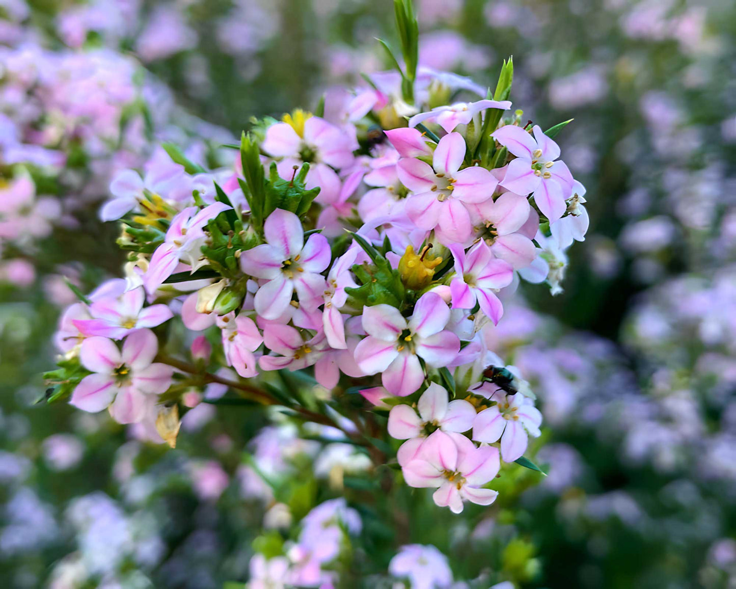 'Pembe' Diosma Tohumu