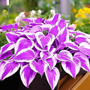 Hosta Plantaginea Bonsai Tohumu