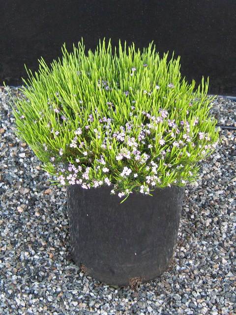 'Pembe' Diosma Tohumu