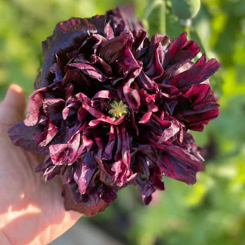 Black Beauty Şakayık Çiçek Tohumları