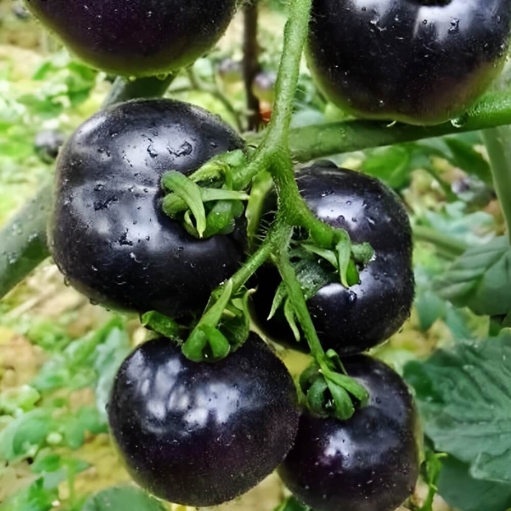 Black Pearl Tomato Seeds.