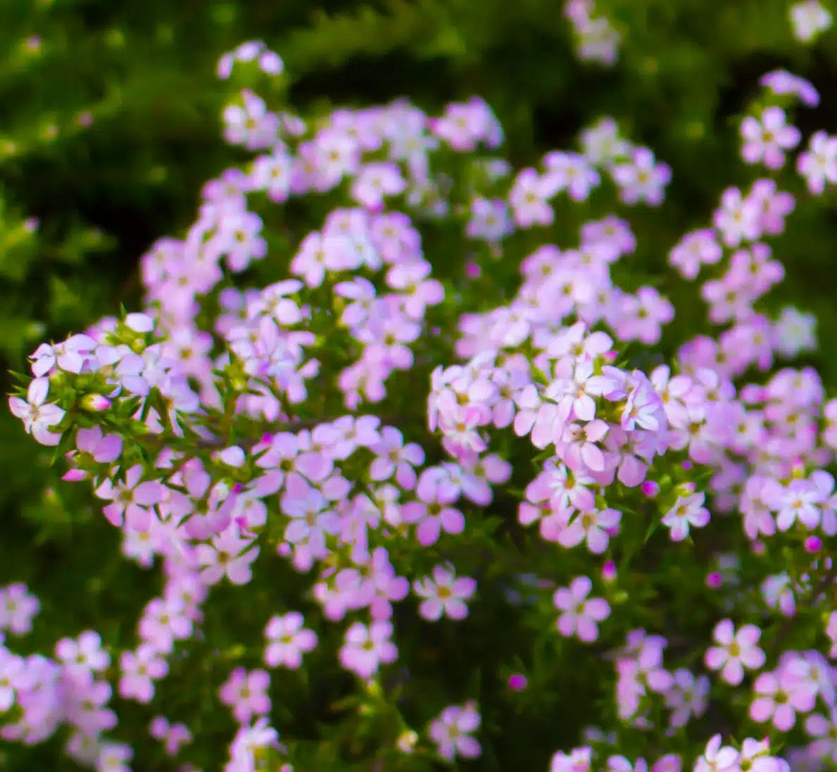 'Pembe' Diosma Tohumu
