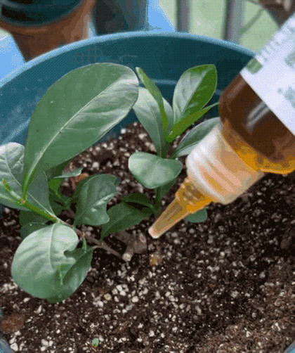 Bitki Besin Çözeltisi • Gardenizi