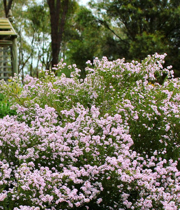 'Pembe' Diosma Tohumu