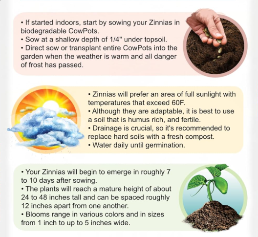 Zinnia Tohumları