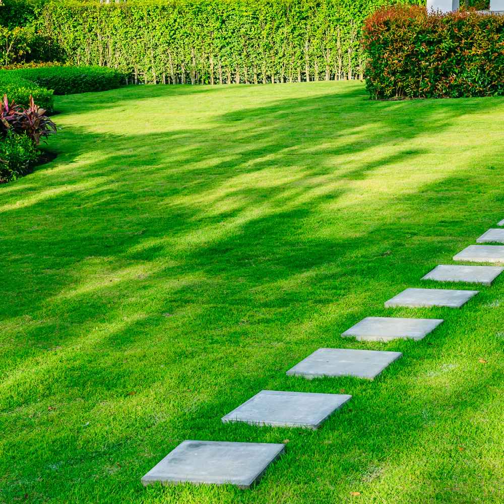 Kraliyet Çim Tohumları • Gardenizi