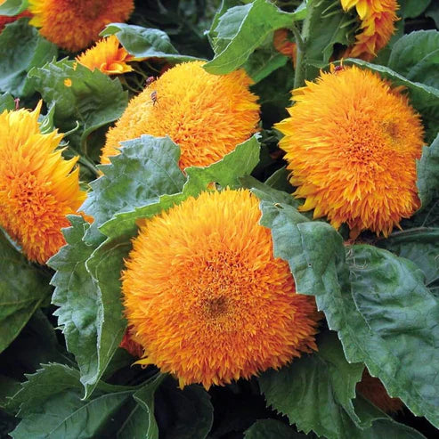 Teddy Bear Sunflower Seeds.