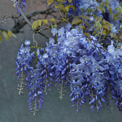 Lavish Blue Wisteria Tohumları • Gardenizi
